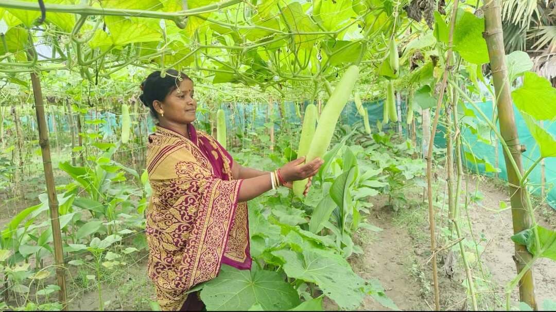 किशनगंज:- प्रदान और जिला कृषि कार्यालय, किशनगंज के सहयोग से मल्टी-लेयर फार्मिंग (बहुस्तरीय खेती) को अधिक से अधिक महिला किसानों तक पहुचाने का पहल किया जा रहा है यह खेती की एक ऐसी विधि है, जिसमें एक ही खेत में अलग-अलग स्तरों पर कई तरह की फसलें उगाई जाती हैं।