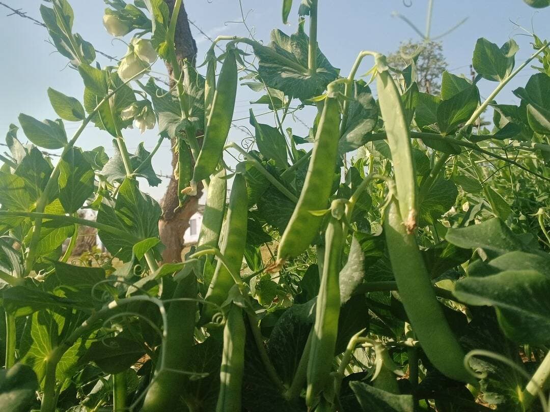 मटर 🫛 की कौनसी किस्म लगाना सही ✅ रहेगा