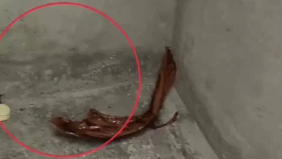 गुरुग्राम: गुरुग्राम में टीचर की पत्नी की हत्या, घर में बिखरा मिला सामान