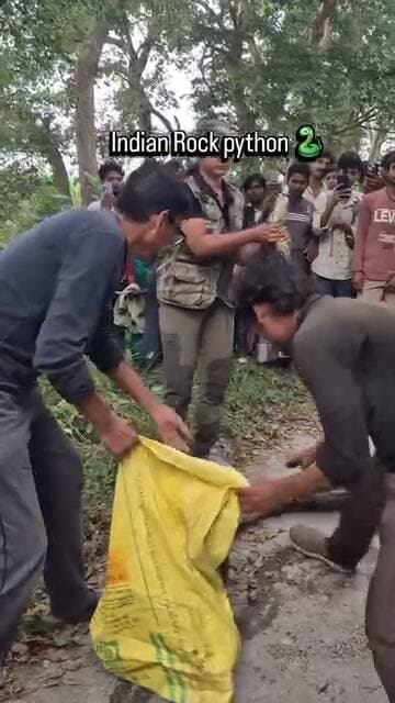 लखीमपुर खीरी - दुधवा टाइगर रिजर्व की सम्पूर्णानगर रेंज में 90 किलो वजनी विशालकाय अजगर का रेस्क्यू
दुधवा टाइगर रिजर्व की सम्पूर्णानगर रेंज में हजारा थाने के पास जंगल से भटककर करीब 90 किलोग्राम वजनी विशालकाय भारतीय अजगर सड़क पर आ गया, इससे लगभग दो घंटे तक आवागमन बाधित रहा और मौके पर लोगों की भीड़ जमा हो गई, सूचना पर पहुंची टीम ने सावधानीपूर्वक अजगर का रेस्क्यू कर उसे सुरक्षित उसके प्राकृतिक आवास में छोड़ दिया