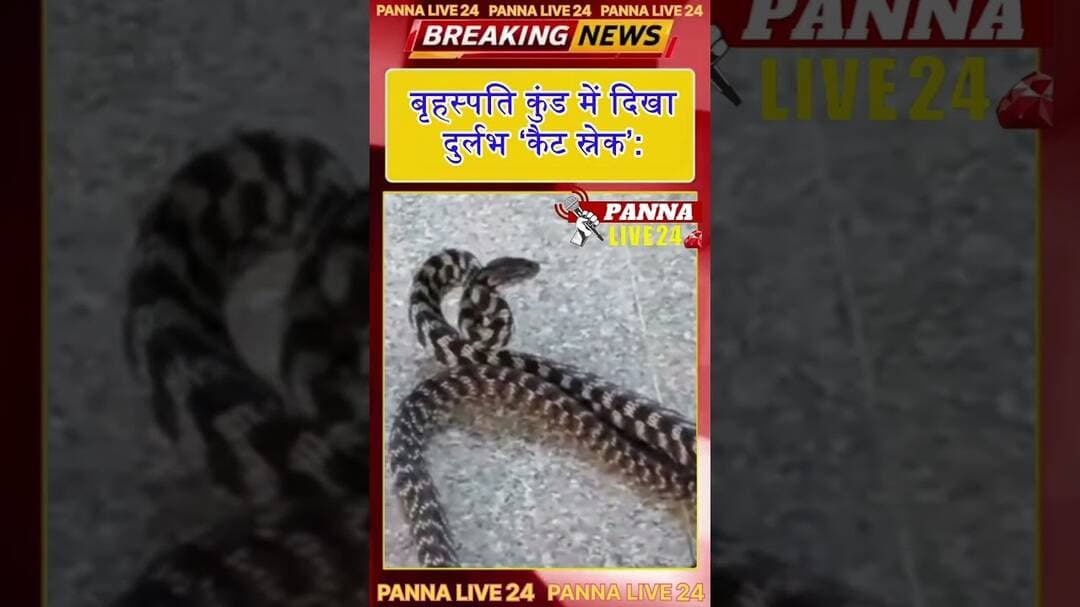 #बृहस्पतिकुंड #CatSnake #RareSnake #Panna #पन्ना #वन्यजीवसंरक्षण #सर्पसंरक्षण #पर्यटन #PannaLive24