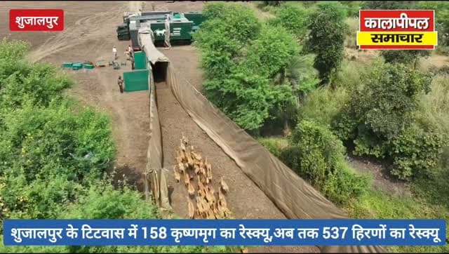 कालापीपल के बाद शुजालपुर में रेस्क्यू की रफ्तार तेज, टिटवास में 158 कृष्णमृग रेस्क्यू, दूसरे चरण में अब तक 537 हिरणों को किया रेस्क्यू।