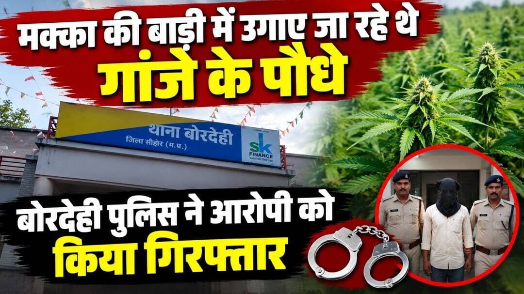 मक्का की बाड़ी में उगाए जा रहे थे गांजे के पौधे, बोरदेही पुलिस ने आरोपी को किया गिरफ्तार #betulnews
