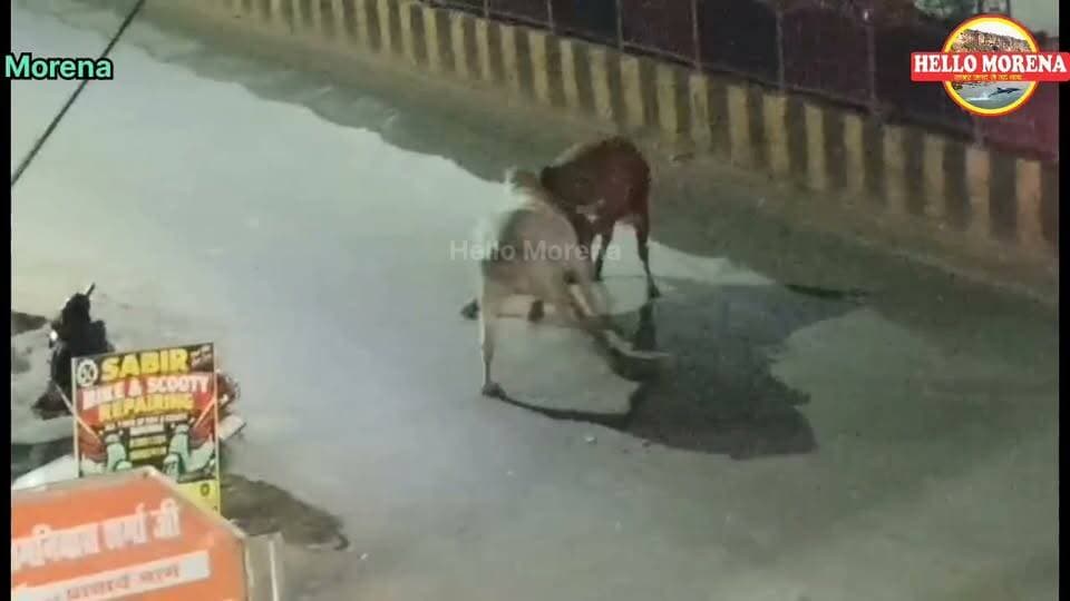 व्यस्त सड़क पर बुल फाइटिंग से भगदड़ मची, वाहनों से टकराये सांड, कई लोग चोटिल, वृद्ध को साइकिल सहित पटका👇
मुरैना की एमएस रोड के केशव कॉलोनी मोड़ पर आवारा सांडों के बीच जोरदार भिड़ंत हुई। इस दौरान सड़क पर भगदड़ मच गई, लड़ते हुए सांड वाहनों से टकराये, जिससे कई लोग चोटिल हो गए, साइकिल से गुजर रहे एक वृद्ध को तो सांडों ने पटक ही लिया। हालांकि लोगों ने तत्परता दिखाते हुए उन्हें खींचकर उठा लिया।
बता दें कि 16 अक्टूबर को सीएम के दौरे से पहले आवारा मवेशी पकड़ने को नगरनिगम द्वारा 50 कर्मचारी काम पर लगाये गए थे, लेकिन दूसरे ही दिन सड़कों पर सांडों ने कहर बरपाकर व्यवस्थाओं पर सवालिया निशान लगा दिया।