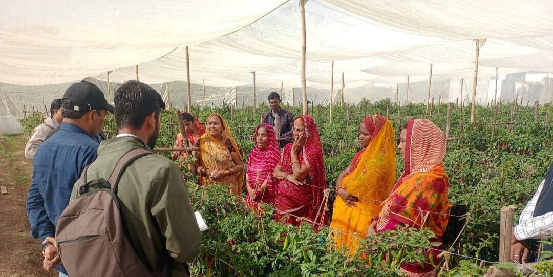 #सेवा_संकल्प_अभियान
#कहानी_बदलाव_की
स्वयं सहायता समूह की महिलाओं ने मिर्च बीज उत्पादन से बदली आर्थिक तस्वीर, 15 महिलाओं को मिला रोजगार
________________
गोगावां की लता लक्ष्मी नारायण बनीं महिला सशक्तिकरण की मिसाल, समूह को एक सीजन में 4.20 लाख रुपये की आय
________________
एफपीओ से जुड़कर महिलाओं ने सीखा मिर्च बीज उत्पादन का कार्य, मजदूरी के साथ लाभ में भी मिल रहा हिस्सा
________________
खरगोन 17 अक्टूबर 2026। ग्रामीण महिलाओं को आर्थिक रूप से आत्मनिर्भर बनाने और उन्हें आजीविका के बेहतर अवसर उपलब्ध कराने की दिशा में गोगावां एफपीओ (किसान उत्पादक संगठन) से जुड़ी महिलाओं ने सफलता की नई कहानी लिखी है। गोगावां निवासी श्रीमती लता लक्ष्मी नारायण के नेतृत्व और सदगुरु महिला स्वयं सहायता समूह की सहभागिता से मिर्च बीज उत्पादन का कार्य महिलाओं की आय बढ़ाने और रोजगार उपलब्ध कराने का प्रभावी माध्यम बन रहा है।
बचत तक सीमित समूह अब बना आजीविका का मजबूत माध्यम
गोगावां एफपीओ से जुड़ने से पहले सदगुरु महिला स्वयं सहायता समूह की गतिविधियां मुख्य रूप से बचत और राशि जमा करने तक सीमित थीं। समूह की महिलाएं खेतों में मजदूरी एवं अन्य कृषि कार्य करके आजीविका चलाती थीं। उन्हें प्रतिदिन लगभग 200 रुपये तक की मजदूरी मिलती थी। सीमित कौशल और प्रशिक्षण के अभाव में उनकी आय कम एवं अनिश्चित रहती थी।
प्रशिक्षण के बाद शुरू किया मिर्च बीज उत्पादन
गोगावां एफपीओ से जुड़ने के बाद समूह की महिलाओं ने प्रशिक्षण प्राप्त किया और शंकर मिर्च के बीज उत्पादन का कार्य शुरू किया। इस पहल से महिलाओं को नियमित रोजगार के साथ अतिरिक्त आय अर्जित करने का अवसर मिला। एफपीओ के माध्यम से महिलाओं को प्रतिदिन 300 रुपये मजदूरी दी जाती है। एक सीजन में 60 दिवस कार्य करने पर प्रत्येक महिला को 18 हजार रुपये मजदूरी प्राप्त होती है।
समूह की 15 महिलाओं को एक सीजन में कुल 2 लाख 70 हजार रुपये मजदूरी के रूप में प्राप्त होते हैं। इसके अतिरिक्त मिर्च बीज उत्पादन से होने वाले लाभ में 50 प्रतिशत हिस्सेदारी के माध्यम से समूह को लगभग 1 लाख 50 हजार रुपये की अतिरिक्त आय प्राप्त होती है। इस प्रकार एक सीजन में समूह की कुल आय 4 लाख 20 हजार रुपये तक पहुंच रही है।
अन्य योजनाओं से भी मिला सहयोग
महिलाओं की आजीविका को मजबूत करने में उद्यानिकी विभाग एवं राष्ट्रीय ग्रामीण आजीविका मिशन (एनआरएलएम) से प्राप्त सहयोग भी महत्वपूर्ण रहा है। लता लक्ष्मी नारायण ने तीन शेडनेट हाउस स्थापित करने के लिए 3 लाख रुपये का ऋण भी लिया है। इससे कृषि आधारित गतिविधियों को आगे बढ़ाने और उत्पादन के अवसरों में वृद्धि करने में सहायता मिल रही है।
आर्थिक आत्मनिर्भरता से सामाजिक स्थिति में भी सुधार
मिर्च बीज उत्पादन के कार्य से जुड़ने के बाद समूह की महिलाओं को मजदूरी के साथ लाभ में हिस्सेदारी का अवसर मिल रहा है। इससे उनकी आय में वृद्धि हुई है और परिवार की आर्थिक स्थिति मजबूत करने में योगदान मिल रहा है। महिलाएं अब केवल बचत तक सीमित नहीं हैं, बल्कि सामूहिक प्रयास, प्रशिक्षण और कृषि आधारित उद्यम के माध्यम से अपनी आजीविका को आगे बढ़ा रही हैं।
श्रीमती लता लक्ष्मी नारायण एवं सदगुरु महिला स्वयं सहायता समूह की यह पहल ग्रामीण महिलाओं के आर्थिक सशक्तिकरण, महिला उद्यमिता और सामूहिक आजीविका का प्रेरक उदाहरण है। यह सफलता दर्शाती है कि उचित मार्गदर्शन, प्रशिक्षण और संस्थागत सहयोग मिलने पर स्वयं सहायता समूह ग्रामीण अर्थव्यवस्था को मजबूत बनाने में महत्वपूर्ण भूमिका निभा सकते हैं।
#JansamparkMP #khargone #सेवा_संकल्प_अभियान