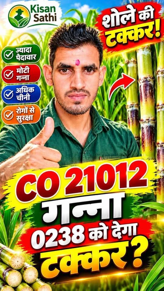 CO 21012 गन्ना 🔥 क्या देगा CO 0238 को टक्कर? 😱 | नई गन्ना किस्म की खासियत | Kisan Sathi #CO21012 #CO0238 #GannaKiKheti #SugarcaneFarming #GannaKisan