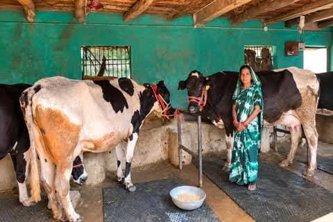 खैरागढ़: खैरागढ़ की माधुरी जंघेल बनीं डेयरी व्यवसाय से आत्मनिर्भर
