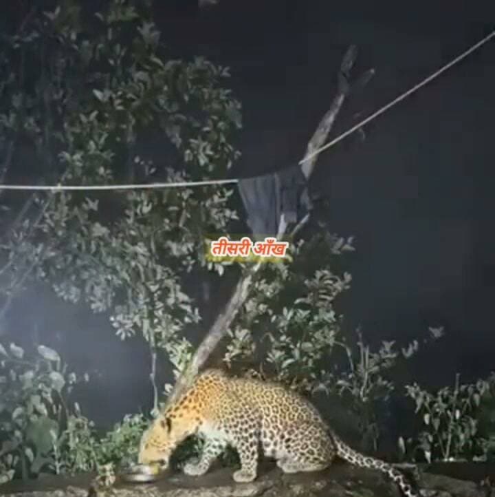 चौबट्टाखाल में घर के आंगन तक पहुंचा गुलदार, कुत्ते का खाना खाते हुए आया नजर।।
पौड़ी जिले के चौबट्टाखाल विधानसभा क्षेत्र में गुलदार की सक्रियता से लोगों में दहशत है। यहां एक घर के आंगन में गुलदार कुत्ते के खाने पर झपटता नजर आया। आबादी के बीच गुलदार की मौजूदगी ने ग्रामीणों की चिंता बढ़ा दी है।
#trendingreels #viralreelschallenge