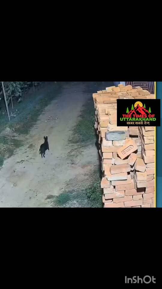 एक झटके में कुत्ते को उठा ले गया तेंदुआ वीडियो मुरादाबाद के कांठ क्षेत्र का बताया जा रहा है..
Rudrapur online #Leopardattack
𝑭𝒐𝒍𝒍𝒐𝒘𝒆𝒓𝒔. RUDRAPUR CITY #moradabad