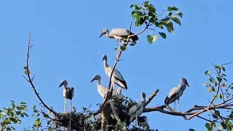 बिछिया: मंडला के बिछिया से एशियन ओपनबिल की विदाई, प्रवासी पक्षियों का दौरा खत्म