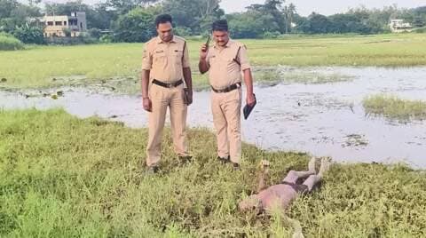 మణుగూరు: చేపల వేటకు వెళ్లి చెరువులో పడి వృద్ధుడు మృతి