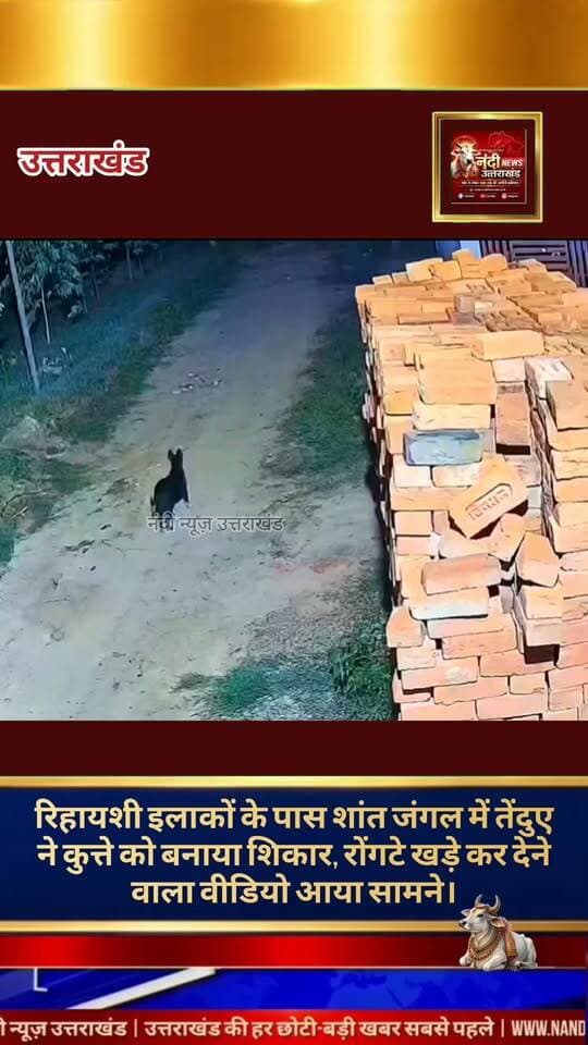 रिहायशी इलाके में तेंदुए के आतंक का एक सनसनीखेज मामला सामने आया है। सीसीटीवी फुटेज में साफ देखा जा सकता है कि जंगल के मुहाने पर घूम रहे एक बेखबर पालतू कुत्ते पर तेंदुए ने अचानक घात लगाकर हमला कर दिया। बेहद शांत और शातिर तरीके से शिकार करते हुए तेंदुआ पलक झपकते ही कुत्ते को उठाकर घने जंगल की ओर भाग निकला।