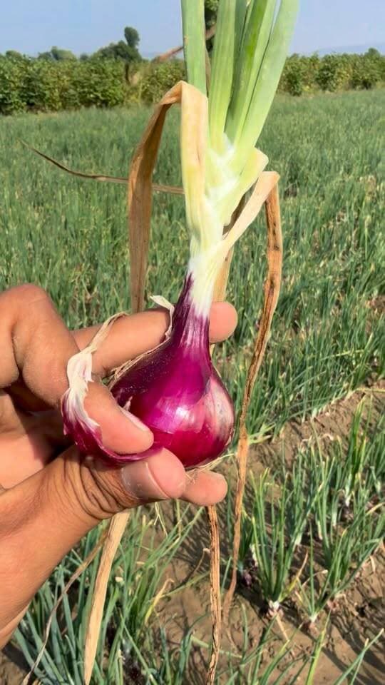 प्याज हो तो ऐसी लाल टॉप
#reelschallenge #Alwar_Rajasthan #onions