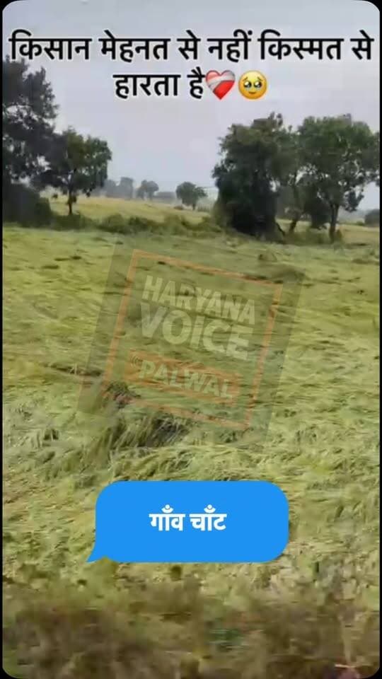 पलवल के गांव चांदहट में किसानों पर कुदरत की दोहरी मार पड़ी है।
पिछले दिनों हुई तेज बारिश और साथ में आई तेज आंधी-तूफान के कारण गांव की सैकड़ों एकड़ धान की फसल पूरी तरह से जमीन पर गिर गई। खेतों में पानी भरने से फसल सड़ने की कगार पर है।
किसानों का कहना है कि फसल कटाई के बिल्कुल नजदीक थी, और अब इस नुकसान से उन्हें लाखों रुपए का घाटा हुआ है। कई किसानों ने कर्ज लेकर फसल बोई थी।
चांदहट, जो यमुना से सटा हुआ गांव है, वहां पहले भी बाढ़ और जलभराव से फसल बर्बाद होने की खबरें आती रही हैं। इस बार बारिश के साथ तेज हवाओं ने रही-सही फसल भी खत्म कर दी। 
किसानों ने प्रशासन से मांग की है कि जल्द से जल्द गिरदावरी करवाकर उचित मुआवजे का ऐलान किया जाए।
#ChandhatNews
#DhanKiFasalBarbad
#KisanKiAwaaz
#PalwalNews
#haryanavoicepalwaltoday