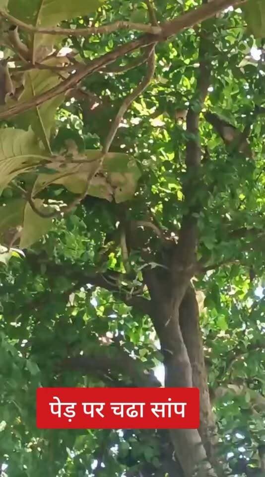 🚨 गोरखपुर ब्रेकिंग न्यूज़ | मछलीगांव में विशाल सांप देख मचा हड़कंप! 🐍
📍 कैम्पियरगंज थाना क्षेत्र के मछलीगांव में पेड़ पर चढ़ा एक विशाल सांप देखकर लोगों के होश उड़ गए। हैरानी की बात यह है कि पक्षियों का झुंड सांप पर लगातार हमला कर रहा है, जबकि सांप अपनी जान बचाने के लिए जद्दोजहद करता नजर आ रहा है।
🐍 पेड़ पर सांप और पक्षियों के हमले का यह नजारा बना चर्चा का विषय!
📲 ऐसी ही ताजा खबरों के लिए जुड़े रहें Public Maharajganj News के साथ।
Public maharajganj #everyone #followers #BREAKING
#Gorakhpur #Campierganj #Machhligांव #Snake #ViralVideo #BreakingNews #UPNews #PublicMaharajganj #viralnews