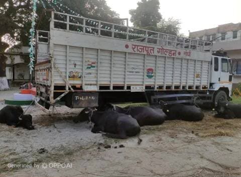 बहादुरगंज: किशनगंज में छह मवेशियों से भरा पिकअप पकड़ा, चालक फरार