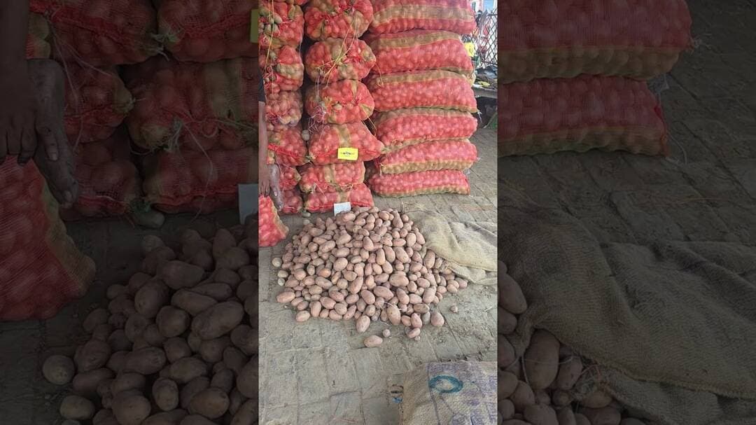 हॉलैंड आलू का भाव चकरपुर मंडी कानपुर से #aalukabhav #potatorate