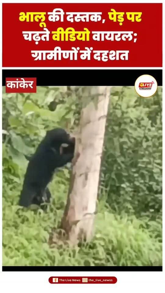 भालू की दस्तक, पेड़ पर चढ़ते वीडियो वायरल; ग्रामीणों में दहशत
कांकेर। कांकेर जिले के साईमुंडा क्षेत्र में तेंदुए के बाद अब भालू की मौजूदगी सामने आई है। शनिवार को खेत से लगे वन क्षेत्र में एक भालू पेड़ पर चढ़ता नजर आया। ग्रामीणों ने इसका वीडियो मोबाइल में कैद कर लिया, जो अब सोशल मीडिया पर वायरल हो रहा है।
ग्रामीणों के अनुसार, भालू झाड़ियों से निकलकर पेड़ पर चढ़ गया और कुछ देर तक वहीं रहा। हाल के दिनों में क्षेत्र में तेंदुए की मौजूदगी के बाद अब भालू दिखाई देने से ग्रामीणों और किसानों की चिंता बढ़ गई है। वन क्षेत्र से लगे खेतों में काम करने वाले लोग भी सतर्कता बरत रहे हैं।
पूर्व सरपंच ने वन विभाग से की गश्त बढ़ाने की मांग
साईमुंडा के पूर्व सरपंच रामसागर मरकाम ने कहा कि क्षेत्र में तेंदुए और अब भालू की मौजूदगी से ग्रामीणों में डर का माहौल है। उन्होंने वन विभाग से क्षेत्र में गश्त बढ़ाने और वन्यजीवों की गतिविधियों पर नजर रखने की मांग की है।