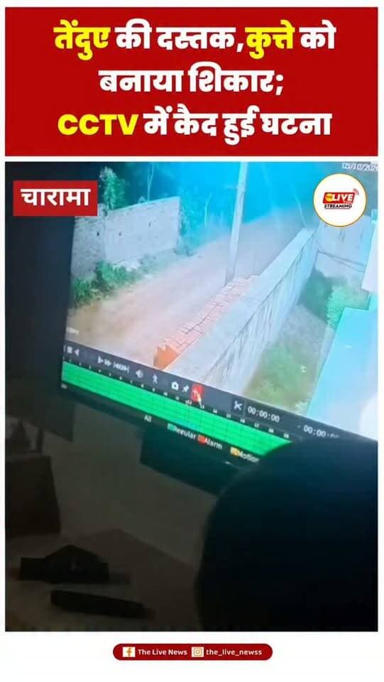 चारामा के हाराडुला गांव में तेंदुए की दस्तक, कुत्ते को बनाया शिकार; CCTV में कैद हुई घटना
कांकेर। चारामा क्षेत्र के ग्राम हाराडुला में बीती रात तेंदुए की मौजूदगी से ग्रामीणों में दहशत का माहौल है। बताया जा रहा है कि तेंदुआ गांव की गली में पहुंचा और एक कुत्ते को अपना शिकार बना लिया।
पूरी घटना गांव में लगे CCTV कैमरे में कैद हो गई। फुटेज में तेंदुआ कुत्ते को मुंह में दबाकर गली से गुजरता हुआ दिखाई दे रहा है। घटना के बाद ग्रामीणों को सतर्क रहने की जरूरत है। खासकर रात के समय घरों से बाहर निकलते समय सावधानी बरतने और बच्चों को अकेले बाहर नहीं भेजने की अपील की जा रही है।
📍 स्थान – चारामा, कांकेर
#KankerNews #Charama #Leopard #तेंदुआ #हाराडुला CCTVFootage VistarNews