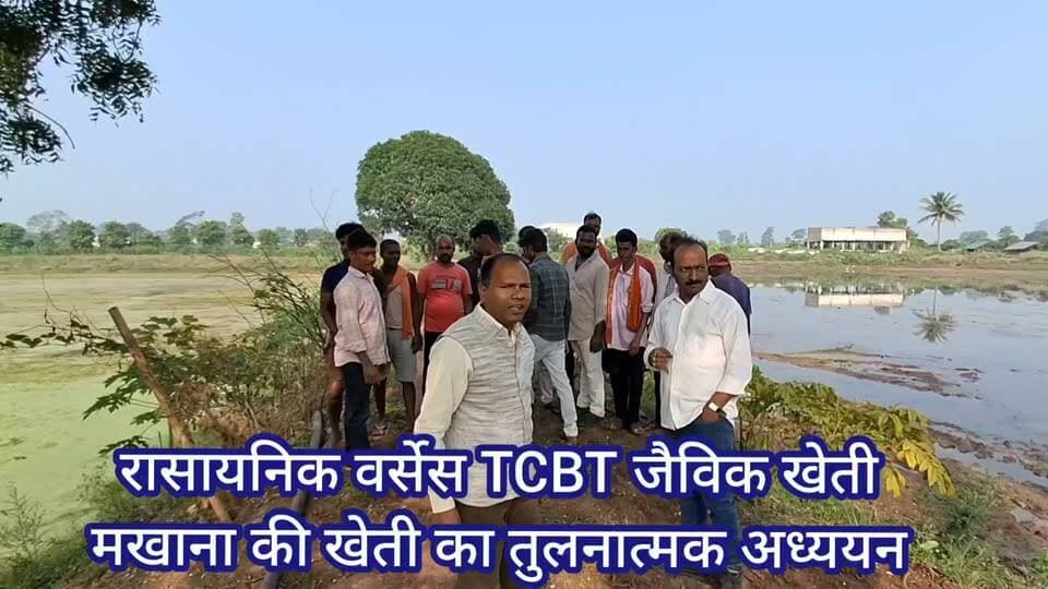 बिना खरपतवार नाशक डाले 90% खरपतवार कम हो गया, TCBT ऊर्जा विज्ञान का परिणाम है ये
मखाना की खेती
@आरंग, छत्तीसगढ़
जहां रासायनिक खेती हुई वहां पिछले वर्ष 2बार खरपतवार नाशक डाला गया,फिर भी खरपतवार ज्यादा हो गया मजदूरों ने वहां से 80रुपए प्रति किलो बीज निकालने की मजदूरी ली
और अभी वहां पूरा खेत खरपतवार से ढक गया है
वही
जहां TCBT जैविक खेती हुई वहां पर अपने आप खरपतवार 90% तक कम हो गया,उपज ज्यादा हुई,30 रुपए प्रति किलो बीज की मजदूरी कम लगी,उपज भी ज्यादा आईं, और अभी खरपतवार भी बहुत कम है
पिछले वर्ष 2 एकड़ में किए थे TCBT का ट्रायल
खरपतवार कम होने कारण बीज निकालने का खर्च भी कम आया
रासायनिक की अपेक्षा उपज भी दुगनी हुई
मखाना की स्वाद और चमक में भी अंतर आया
इस वर्ष पूरे 100एकड़ में करेंगे, TCBT से जैविक खेती