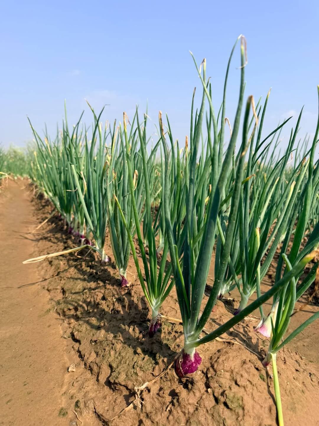 लाजवाब फ़ुटाव