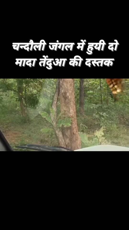 वन्यजीव संरक्षण और प्राकृतिक आवास उपलब्ध कराने के उद्देश्य से मुरादाबाद से लाई गईं दो मादा तेंदुओं को चंदौली के जंगलों में छोड़ा गया। एक को चकिया रेंज के लेहड़ा उत्तरी और दूसरी को नौगढ़ रेंज के सपहर बीट में क्षेत्रीय वन अधिकारी अश्विनी चौबे व संजय श्रीवास्तव की देखरेख में छोड़ा गया। जानकारी के अनुसार, पिछले एक साल में चंदौली के जंगलों में आधा दर्जन से अधिक तेंदुए छोड़े जा चुके हैं। वन विभाग ने ग्रामीणों से जंगलों की सुरक्षा में सहयोग करने, तेंदुआ दिखाई देने पर उसके करीब न जाने और तत्काल विभाग को सूचना देने की अपील की है।
#reelsvideoシ #reelschallenge #trendingreels #explore #viralchallenge #viralpost #fb #trend #NewsUpdate #Chandauli
Man vs. Wild Animal Planet Jitendra Kumar Chandauli Samachar कैलाश आचार्य Chandauli Times Chhotelal Singh Kharwar Abhi News Varanasi 360 Chakia Ki Tasvir Manoj Singh Kaka Facebook for Creators