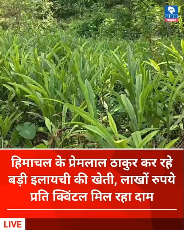 हिमाचल के प्रेमलाल ठाकुर कर रहे बड़ी इलायची की खेती, लाखों रुपये प्रति क्विंटल मिल रहा दाम