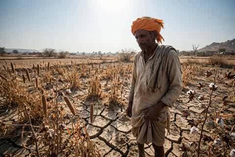 भोपालगढ़: भोपालगढ़ में मानसून की बेरुखी से फसलों की बर्बादी, किसानों ने मांगा अकाल राहत