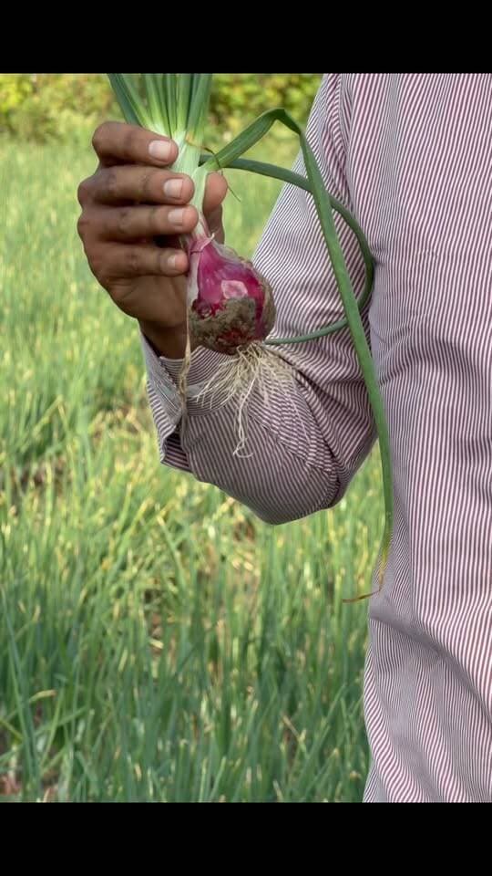 प्याज की वेरायटी खरीदते समय यह गलती बिल्कुल मत करें
#reelsviralシ #Alwar_Rajasthan
