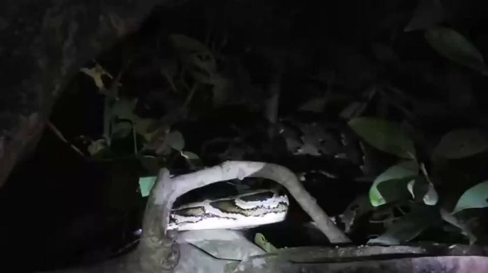 🚨 महराजगंज ब्रेकिंग न्यूज़
🐍 नौतनवा में पेड़ पर दिखा विशालकाय अजगर, मचा हड़कंप!
📍 नौतनवा के वार्ड नंबर 13, महेंद्र नगर में पेड़ पर विशाल अजगर दिखाई देने से लोगों की भीड़ जुट गई। स्थानीय लोगों के मुताबिक, अजगर करीब 20 फीट लंबा है।
⚠️ आरोप है कि सूचना देने के कई घंटे बाद भी वन विभाग की टीम मौके पर नहीं पहुंची। लोगों ने प्रशासन से तत्काल रेस्क्यू कर अजगर को सुरक्षित जंगल में छोड़ने की मांग की।
📢 अन्य खबरों के लिए बने रहें — पब्लिक महराजगंज न्यूज़।
Public maharajganj
#PublicMaharajganj #Maharajganj #Nautanwa #BreakingNews #GiantPython #ForestDepartment #UPNews #viralnews