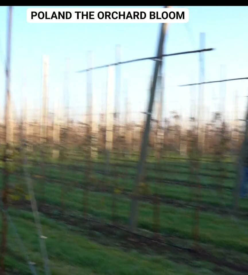 POLAND THE ORCHARD BLOOM