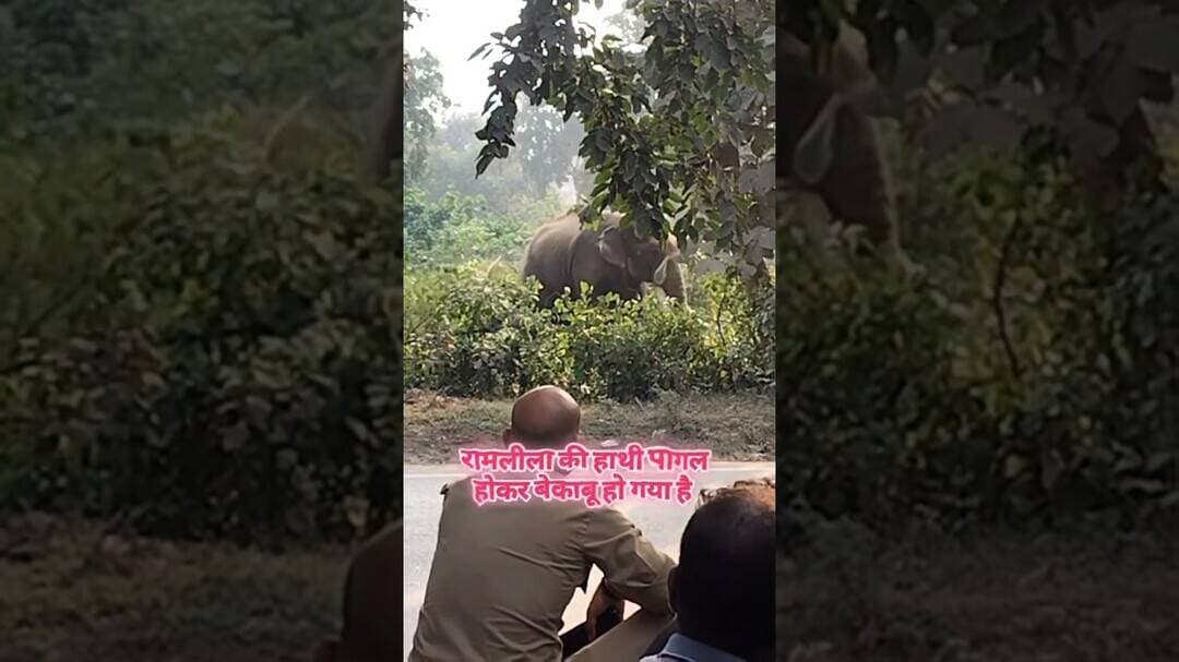 रामनगर के पंचवटी में हाथी हुआ बेकाबू! इलाके में मचा हड़कंप #short #vairalvideo #viralsong