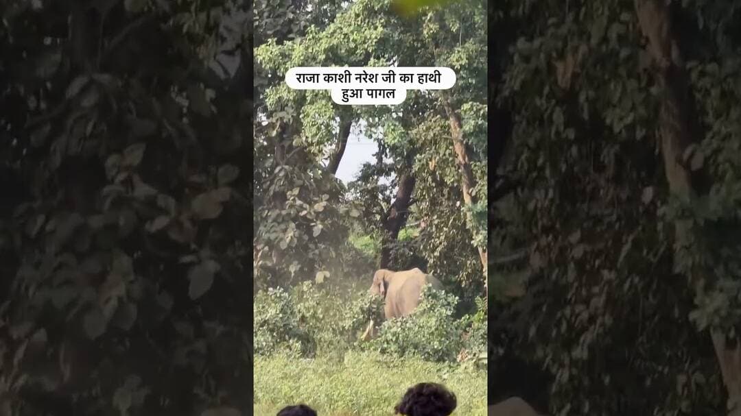 राजा काशी नरेश का हाथी हुआ बेकाबू! #shortvideo #shorts #vairalvideo