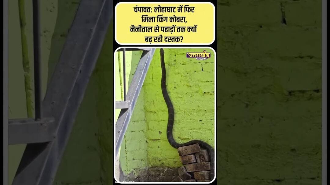 चंपावत:लोहाघाट में फिर मिला किंग कोबरा,नैनीताल से पहाड़ों तक क्यों बढ़ रही दस्तक? | Uttarakhand News