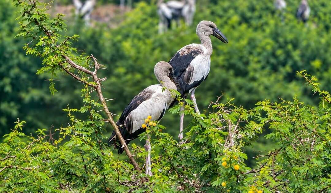 भखारा-भटेली का खजराही (आमातालाब) बनेगा छत्तीसगढ़ का पहला बर्ड कंजर्वेशन हब - 5 चरणों में होगा विकास
धमतरी जिले के नगर पंचायत भखारा-भटेली के खजराही तालाब (आमातालाब) को इकोलॉजिकल बर्ड कंजर्वेशन एरिया के रूप में विकसित करने का प्रस्ताव तैयार किया गया है। 17 वर्षों से यहां सैकड़ों विदेशी प्रवासी पक्षियों का आगमन हो रहा है। अब इसे व्यवस्थित रूप से 5 चरणों (A से E) में विकसित किया जाएगा।इस विकास कार्य से यह जगह पक्षी प्रेमियों, शोधार्थियों और पर्यटकों के लिए आकर्षण का केंद्र बनेगा।
#BirdConservationHub #ChhattisgarhTourism #dhamtaritourism #EcoTourismChhattisgarh #NatureConservation #WildlifeChhattisgarh #IncredibleChhattisgarh
Chhattisgarh Tourism Dhamtari Tourism
DPR ChhattisgarhCMO Chhattisgarh