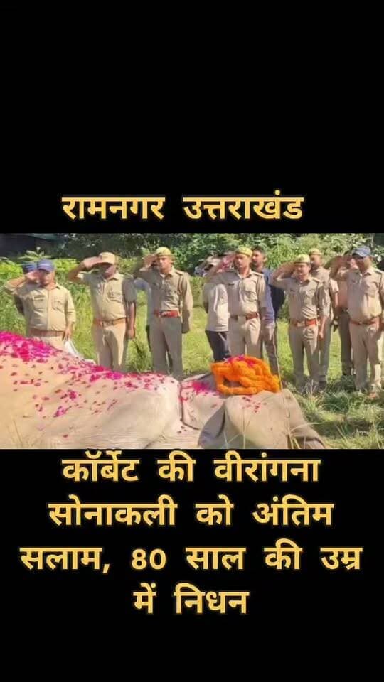 उत्तराखंड के रामनगर स्थित कॉर्बेट टाइगर रिजर्व से एक भावुक कर देने वाली खबर सामने आई है। जंगल की पगडंडियों पर वर्षों तक वनकर्मियों का साथ निभाने वाली और कई चुनौतीपूर्ण रेस्क्यू अभियानों में अहम भूमिका निभाने वाली कॉर्बेट की बुजुर्ग हथिनी सोनाकली अब इस दुनिया में नहीं रही।