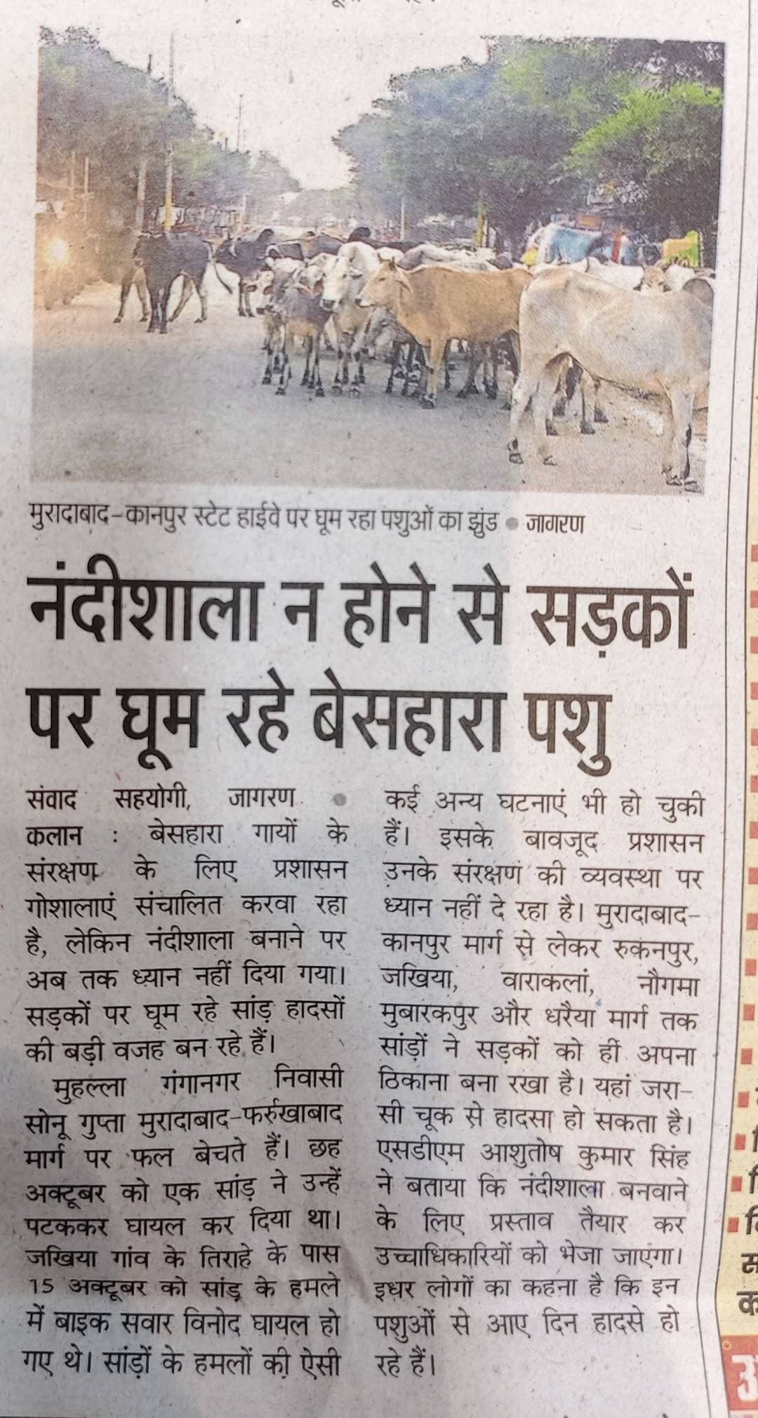 कलान में नंदी साल न होने से सड़कों पर घूम रहे बेसहारा पशु आए दिन होती है घटनाएं