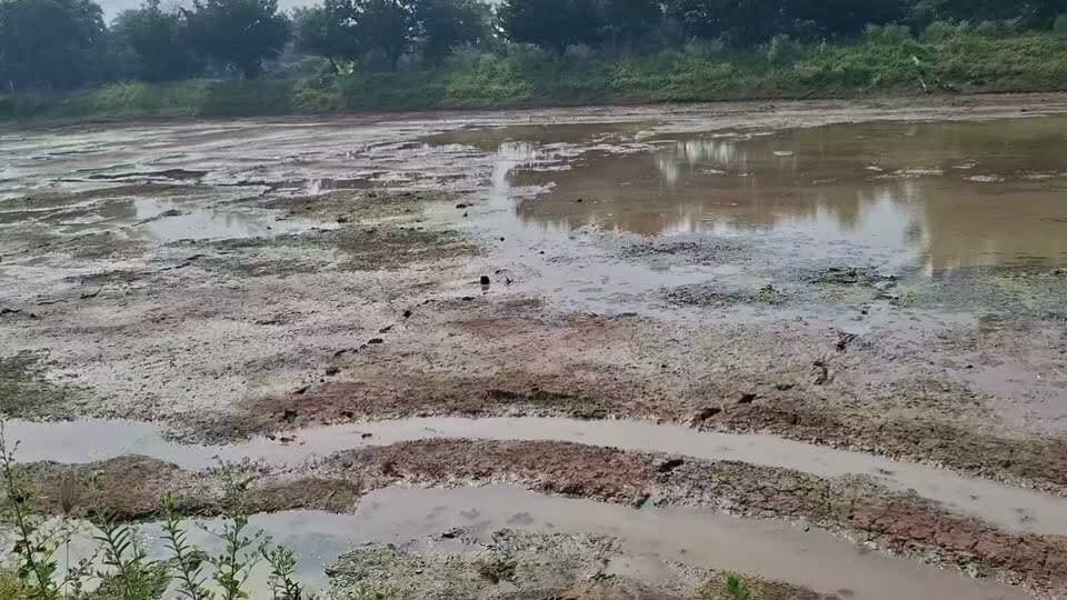 मखाना का वही खेत
रासायनिक में किए उपज आई 3.60क्यूंटल
TCBT से किए उपज आई 8.60 क्यूंटल
मखाना की साइज और स्वाद भी बढ़ा
पिछले साल 2एकड़ में किए थे
इस साल पूरे 100एकड़ में होगी TCBT रसायन मुक्त जहर मुक्त तरीके से खेती
बिहार की आई लेबर ने कहा इतना अच्छा मखाना अभी तक बिहार में भी नहीं हुआ