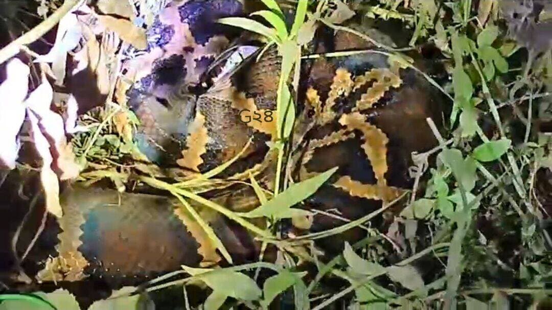 পায়ের সামনে হঠাৎ এত বড় অজগর দেখে চমকে উঠলেন রাস্তায় পথ চলতে মানুষজন। ফুলবাড়ি ব্যারেজের পাশে