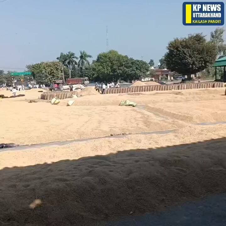 किच्छा नवीन गल्ला मंडी में धान खरीद को लेकर के किसानों का नया खुलासा। आखिर क्यों चाहते हैं किसान क्रय विक्रय समिति के माध्यम से धान खरीद देखिए किच्छा से बड़ी खबर