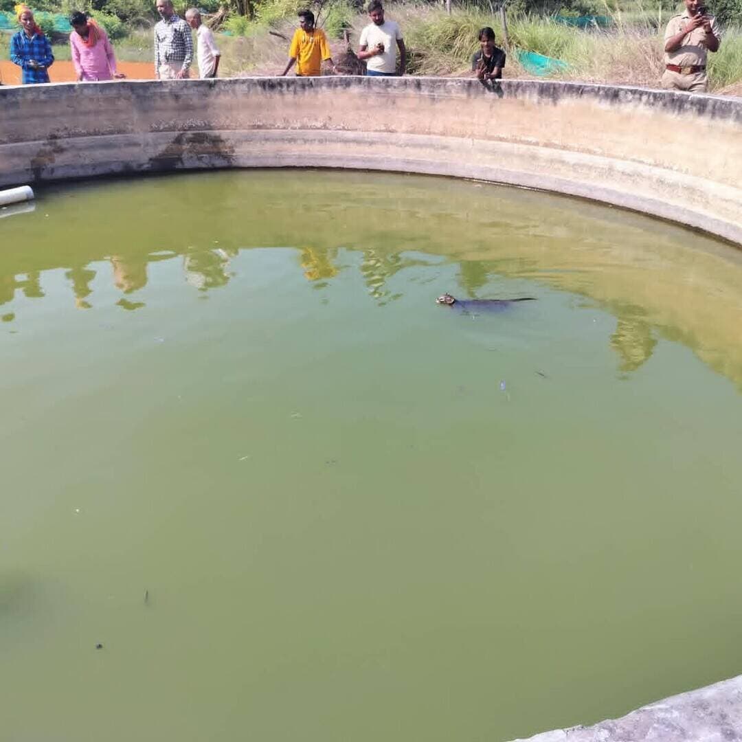 #Balrampur ! तालाब में गिरा जंगली जानवर, वन विभाग ने कड़ी मशक्कत के बाद किया रेस्क्यू...
#बलरामपुर। बारहवां रेंज के ग्राम बरगदही में सोमवार दोपहर एक जंगली जानवर के तालाब में गिरने से ग्रामीणों में हड़कंप मच गया। सूचना पर पहुंची वन विभाग और पुलिस की टीम ने कड़ी मशक्कत के बाद उसे सुरक्षित बाहर निकाला। हालांकि, जानवर की पहचान तेंदुए या फिशिंग कैट के रूप में नहीं हो सकी है।
जानकारी के अनुसार, सोमवार दोपहर करीब 12:30 बजे गांव निवासी राजन सिंह के तालाब में जंगली जानवर गिर गया। तालाब नौखान के उस पार होने के कारण वन विभाग और पुलिस की टीम को नाव के सहारे मौके तक पहुंचना पड़ा। जानवर को देखने के लिए ग्रामीणों की भीड़ जुट गई। टीम ने सावधानीपूर्वक रेस्क्यू अभियान चलाकर उसे तालाब से बाहर निकाला और अपने साथ जंगल ले गई। इसके बाद ग्रामीणों ने राहत की सांस ली।
आबादी के आसपास जंगली जानवर की मौजूदगी से चिंता
क्षेत्र में जंगली जानवर की मौजूदगी को लेकर ग्रामीणों में चिंता बनी हुई है। लोगों ने वन विभाग से क्षेत्र में निगरानी बढ़ाने की मांग की है। वहीं, वन विभाग ने ग्रामीणों से अपील की है कि जंगली जानवर दिखाई देने पर उसके करीब न जाएं और न ही उसे घेरने या छेड़ने का प्रयास करें। ऐसी स्थिति में तत्काल वन विभाग को सूचना दें।
रेंजर बृजेश सिंह परमार ने बताया कि रेस्क्यू किए गए जानवर की पहचान अभी स्पष्ट नहीं है। यह तेंदुआ है या फिशिंग कैट, इसकी पुष्टि नहीं हो पाई है।
#balrampur