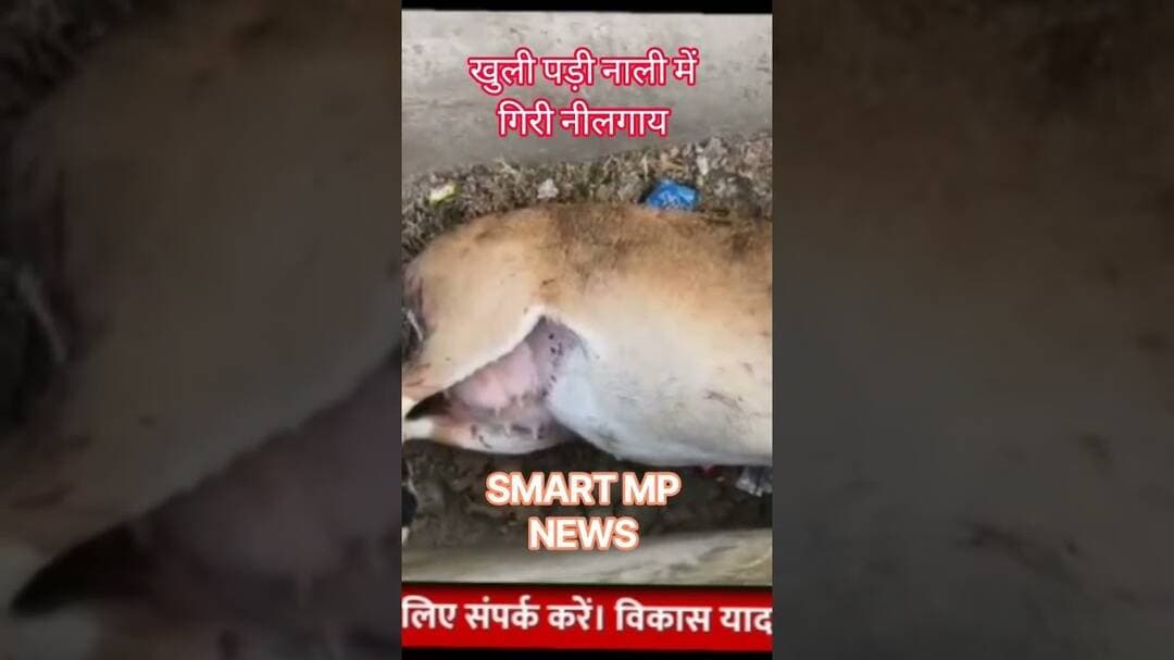 नाली में गिरी नीलगाय #sagar #smartmpnews #news #shorts