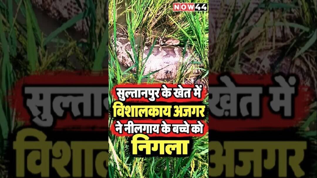 सुल्तानपुर के खेत में विशालकाय अजगर ने नीलगाय के बच्चे को निगला #now44news #brekingnews #ytshorts
