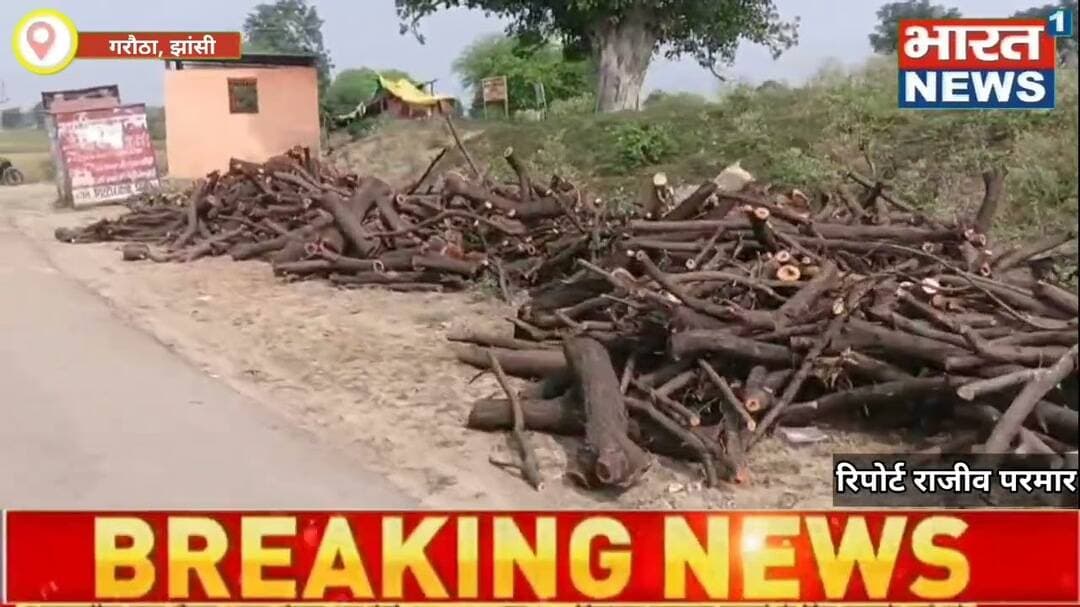 Jhansi/Up मोती कटरा क्षेत्र में अवैध लकड़ी कटान का जारी, वन विभाग की कार्यप्रणाली पर उठे#Bharat1news