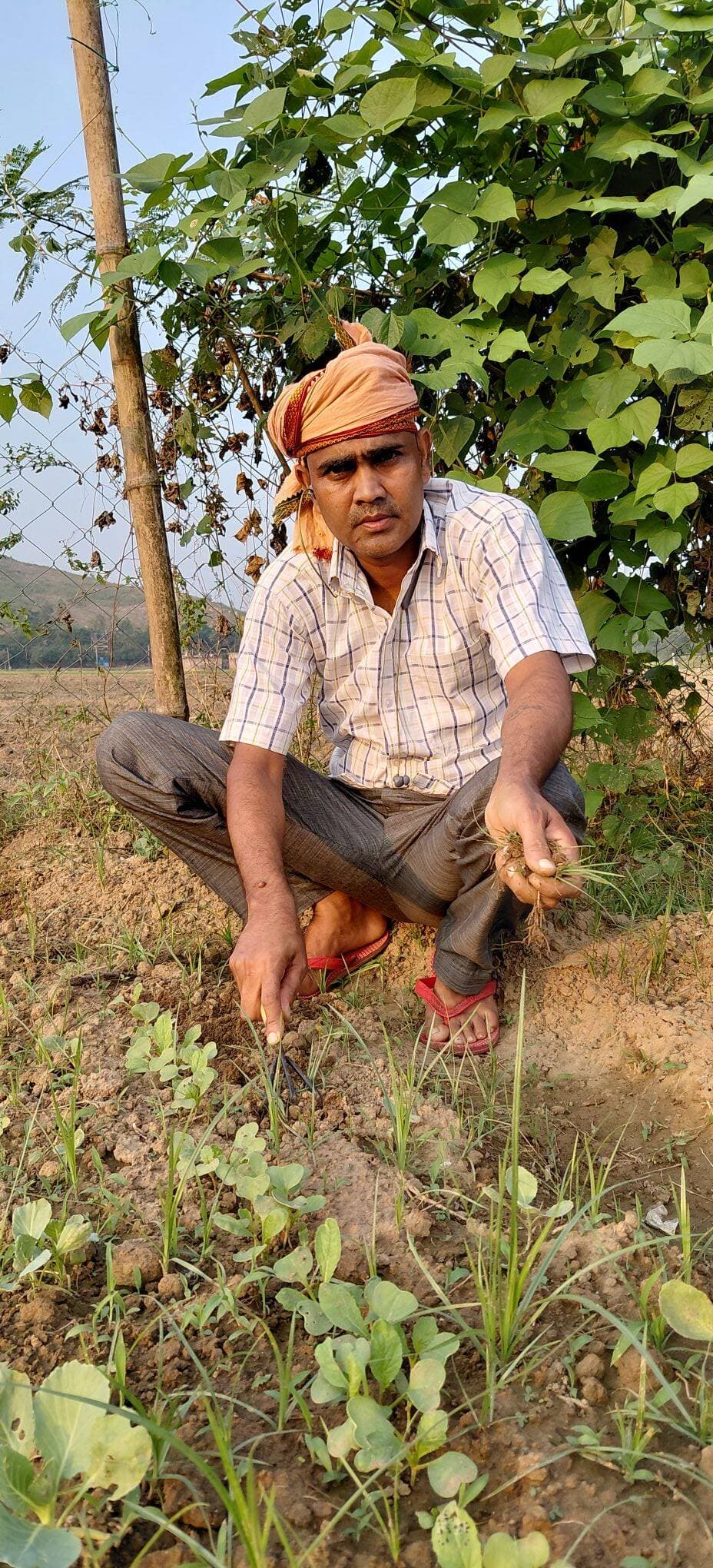 खेत में हरियाली