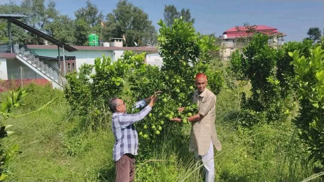 लुधियाणा तक पहुंचने लगी धनेटा क्षेत्र के गांव कुसियार की मौसम्बी
8 हैक्टेयर बंजर भूमि पर एचपीशिवा परियोजना की मदद से लहलहा रहा बागीचा
इस सीजन मेें मोहिंद्र कुमार को है लगभग 70 क्विंटल पैदावार की उम्मीद
हिमाचल प्रदेश के निचले क्षेत्रों में फल उत्पादन को बढ़ावा देने के लिए राज्य सरकार द्वारा आरंभ की गई एचपीशिवा परियोजना के बहुत ही अच्छे परिणाम सामने आ रहे हैं। इन क्षेत्रों की खेती योग्य उपजाऊ भूमि ही नहीं बल्कि, वर्षों से बंजर पड़ी जमीन पर भी अब एचपीशिवा परियोजना के कारण मौसम्बी, अमरूद और अन्य फलों के बागीचे लहलहाने लगे हैं।
मुख्यमंत्री ठाकुर सुखविंद्र सिंह सुक्खू के गृह क्षेत्र धनेटा के गांव कुसियार में भी कई वर्षों से बंजर पड़ी लगभग 8 हैक्टेयर भूमि पर अब एचपीशिवा परियोजना की मदद से मौसम्बी का बागीचा तैयार हो चुका है। यहां लगाए गए लगभग साढे सात हजार पौधों में से लगभग 1100 पौधों से इस बार पहली फसल भी आ चुकी है। जबकि, अन्य छोटे पौधों में भी फसल के शुरुआती सैंपल आने शुरू हो गए हैं।
इस सीजन में पहली भरपूर फसल आने पर गांव के बागवान काफी गदगद हैं। उनके बागीचे की मौसम्बी अब स्थानीय बाजारों के अलावा पंजाब के लुधियाणा और जालंधर जैसे बडे़ शहरों तक भी पहुंचने लगी है।
कुसियार के प्रगतिशील बागवान मोहिंद्र कुमार ने बताया कि गांव में कई बीघे जमीन लंबे समय से खाली एवं बंजर पड़ी हुई थी। कई वर्षों से खेती न होने के कारण इस जमीन में झाड़ियों के अलावा कुछ भी नहीं था।
लेकिन, प्रदेश सरकार की एचपीशिवा परियोजना के अंतर्गत आने के बाद तो इस जमीन और इसके मालिकों की तो मानों तकदीर ही बदल गई। बागवानी विभाग के अधिकारियों ने गांववासियों को यहां एचपीशिवा परियोजना के तहत मौसम्बी का बागीचा लगवाने के लिए प्रेरित किया। सर्वप्रथम, विभाग ने इस जमीन से झाड़ियां हटवाने और इसे समतल करवाने की व्यवस्था करवाई। लगभग 8 हैक्टेयर भूमि पर गड्ढे बनाने से लेकर पौधारोपण तक का कार्य भी विभाग ने करवाया। देखते ही देखते इस गांव में मौसम्बी के पौधे लहलहाने लगे।
मोहिंद्र कुमार ने बताया कि उन्हांेने मौसम्बी के लगभग 1100 पौधे लगाए हैं। इनमें से कुछ पौधांे में पिछले सीजन में ही सैंपल आने शुरू हो गए थे और उन्होंने लगभग 30 क्विंटल मौसम्बी बेचकर लगभग एक लाख रुपये की आय अर्जित की थी। इस बार उन्हें लगभग 70 क्विंटल पैदावार की उम्मीद है। अभी तक वह लगभग 60 क्विंटल मौसम्बी का तुड़ान कर चुके हैं। इसे स्थानीय बाजारों के अलावा पंजाब के लुधियाणा, जालंधर और अन्य शहरों की मंडियों में भी भेजा जा रहा है। इससे उन्हें दो लाख रुपये से अधिक की आय की उम्मीद है। आने वाले समय में बागीचे के पूरी तरह तैयार होने पर आय में काफी बढ़ोतरी होगी। कुसियार के ही एक अन्य बागवान शक्ति चंद शर्मा ने बताया कि उन्होंने भी पिछले साल ही मौसम्बी के 150 पौधे लगाए हैं।
परियोजना की सराहना करते हुए मोहिंद्र कुमार और शक्ति चंद शर्मा ने बताया कि गांव के बेरोजगार युवाओं के लिए यह परियोजना वरदान साबित हो सकती है। वे नौकरियों के लिए जहां-तहां भटकने के बजाय घर में ही अच्छी आय अर्जित कर सकते हैं।
उधर, बागवानी विभाग के उपनिदेशक राजेश्वर परमार ने बताया कि कुसियार में एचपीशिवा परियोजना के तहत 8 हैक्टेयर भूमि पर मौसम्बी के लगभग साढे सात हजार पौधे लगाए गए हैं। इनमें से कई पौधों में फसल आनी शुरू हो गई है। विभाग के अधिकारी परियोजना के तहत विभिन्न सुविधाओं और पौधों की देखभाल के बारे में बागवानों का नियमित रूप से मार्गदर्शन कर रहे हैं। जल शक्ति विभाग की सिंचाई योजना के तैयार होने के बाद इस बागीचे के लिए ड्रिप सिंचाई सुविधा भी आरंभ कर दी गई है। यह परियोजना गांव कुसियार के बागवानों की आर्थिकी को सुदृढ़ करेगी।