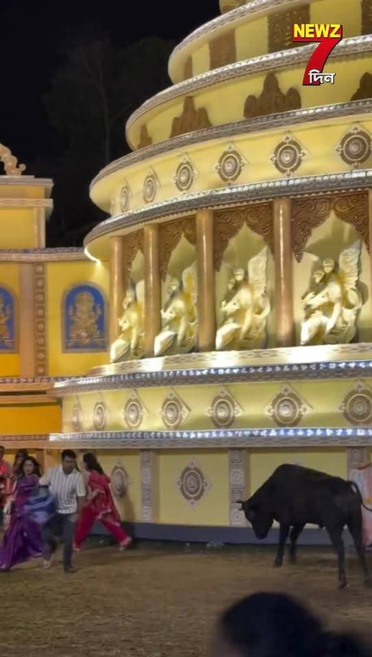 পুজো মণ্ডপে হঠাৎ প্রবেশ ষাঁড়ের, তারপর ভিড়ের মাঝে যা কান্ড ঘটলো দেখে হাসি চাপতে পারবেন না