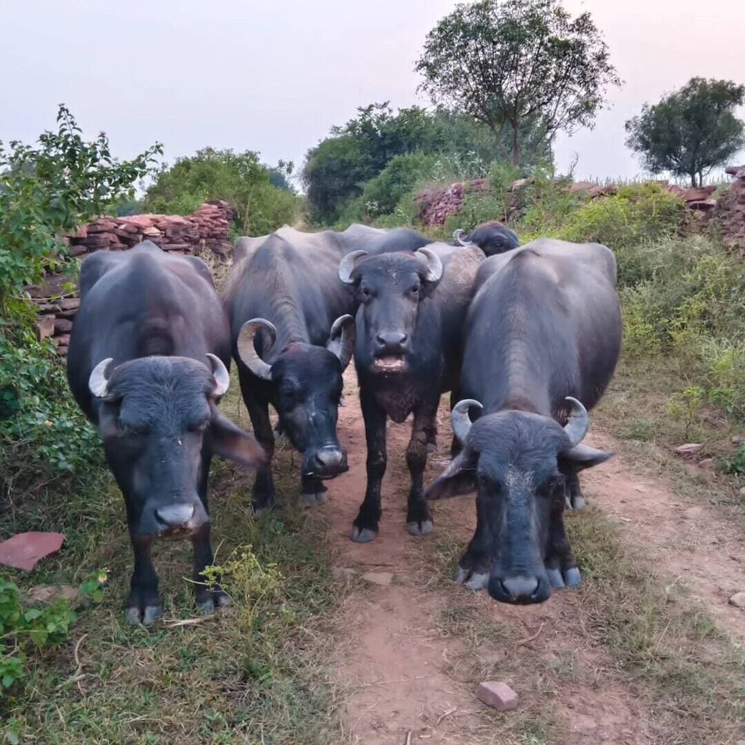 धौलपुर:-
बाडी सदर पुलिस ने भैंस चोरो के खिलाफ की कार्यवाही,
भैंस चोर रामदुलारे को किया गिरफ्तार जिसका न्यायालय से पुलिस रिमाण्ड प्राप्त कर गहनता से पूछताछ कर चोरी की वारदात का खुलासा किया जा रहा है।
चोरी कर ले जायी गई 18 भैसो, एक पडा, एक गाय में से 10 भैस व 1 गाय को मुल0 की निशादेही से की गई बरामद ।
चोरी कर ले जायी गई भैंसो में से शेष रही भैंसो एवं शेष रहे मुलजिमों की तलाश जारी है।
बरामद की गई 10 भैंस व 01 गाय को मुकदमा मुस्तगीस बारेलाल व उसके परिवारीजन बीधा को अस् थाई सुपुर्दगी पर किया सुपुर्द ।
भैंस चोरो के विरुध्द अभियान जारी है ।
#DholpurNews #highlight #highlightseveryone #follower #followerseveryone