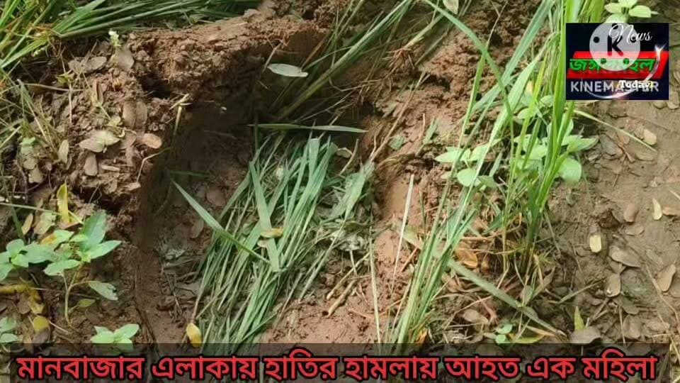 মানবাজারে হাতির হানায় আহত এক মহিলা