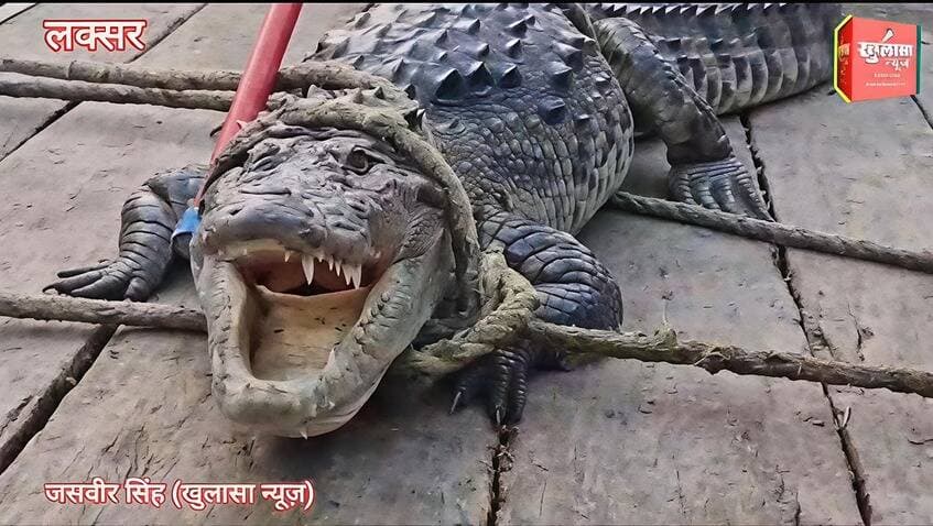 लक्सर के खेड़ी कला में घर के अंदर घुसा 10 फुट का मगरमच्छ! मचा हड़कंप,वन विभाग की टीम ने कड़ी मशक्कत के बाद किया रेस्क्यू